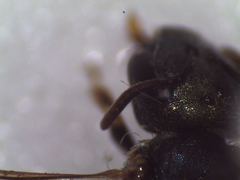 Halictus gemmeus