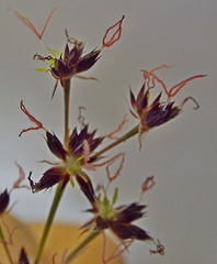 Juncus cephalotes