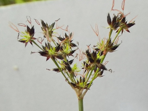 Image of Juncus cephalotes by (c) Charles Stirton, some rights reserved (CC BY-SA)