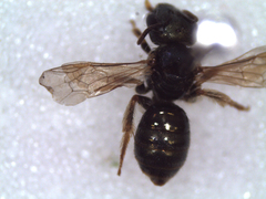 Halictus gemmeus