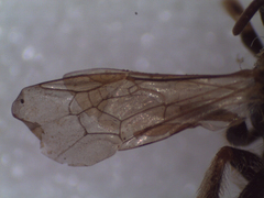 Halictus gemmeus