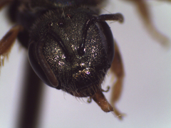 Halictus gemmeus