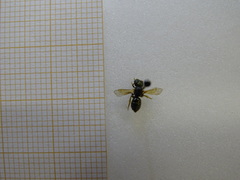 Halictus gemmeus