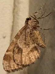 Stamnodes albiapicata