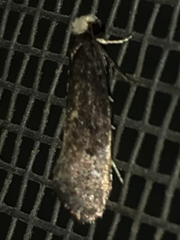 Tinea occidentella