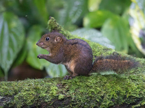Three-striped Ground Squirrel