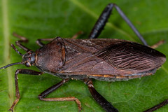 Cloresmini