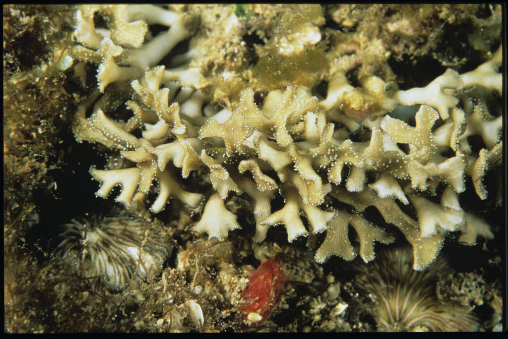 Porcelain Corals