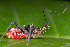 Velinus