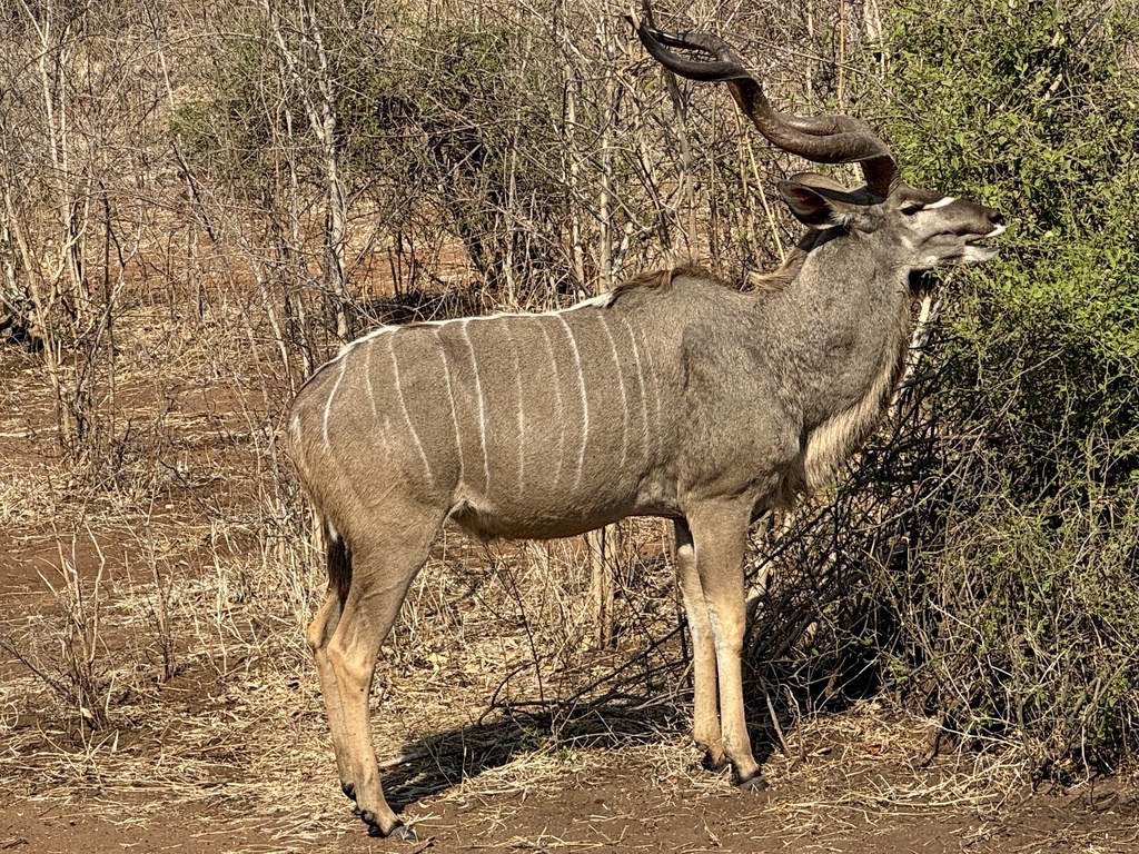 Tragelaphus strepsiceros strepsiceros, Chobe National Park, Chobe, BW, by Mary Duffy