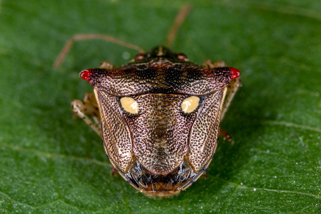 Eysarcoris rosaceus
