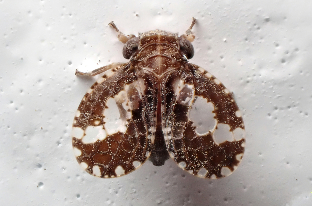Dictyssa obliqua