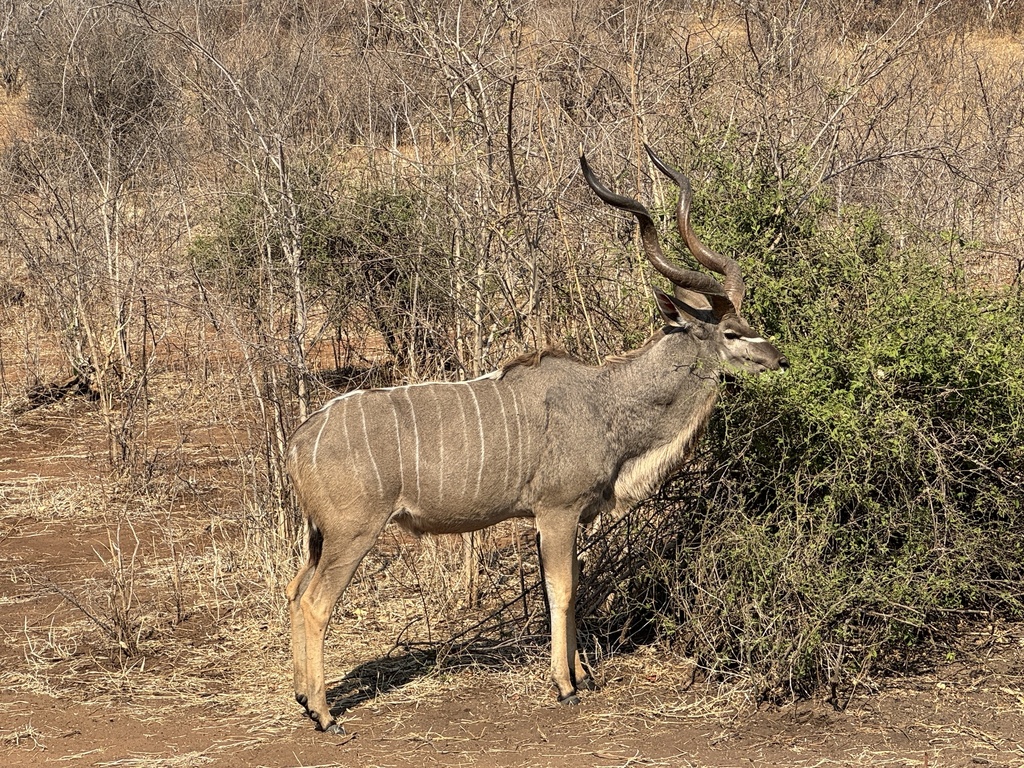 Tragelaphus strepsiceros strepsiceros, Chobe National Park, Chobe, BW, by Mary Duffy