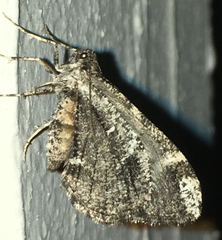 Stamnodes albiapicata