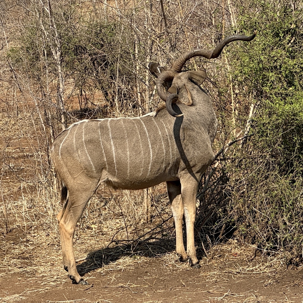 Tragelaphus strepsiceros strepsiceros, Chobe National Park, Chobe, BW, by Mary Duffy
