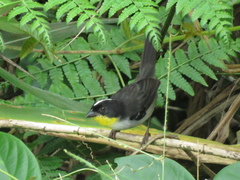 Atlapetes albinucha