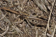 Omocestus haemorrhoidalis