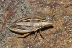 Aelia rostrata