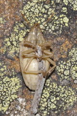 Aelia rostrata