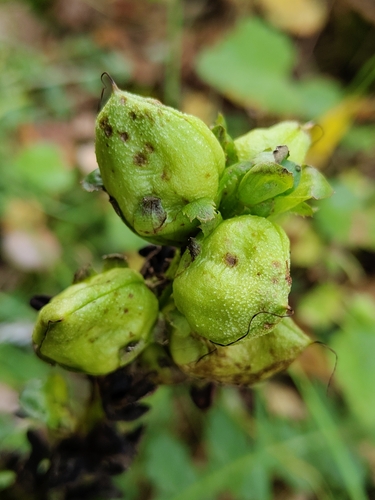 Moor-King Lousewort (Pedicularis sceptrum)