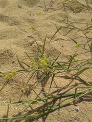 Cenchrus palmeri