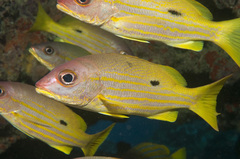 Blackspot Snapper photo 2