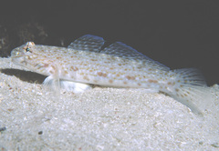 Istigobius rigilius