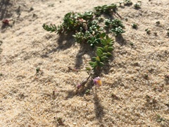Linaria pedunculata