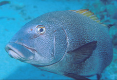 Twostripe Sweetlips photo 3