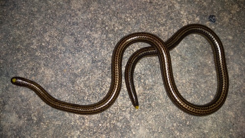 Wagler's blind snake