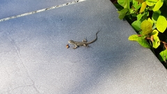 Leiocephalus personatus