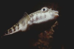 Tetractenos hamiltoni