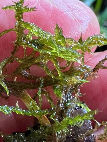 Sarmentypnum tundrae observed 2025-08-25
