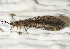 Brachynemurus mexicanus
