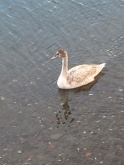 Cygnus olor