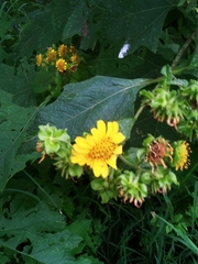 Smallanthus maculatus