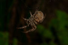 Pararaneus cyrtoscapus