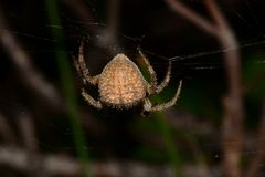 Pararaneus cyrtoscapus