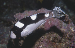 Plectorhinchus pica