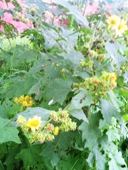 Smallanthus maculatus