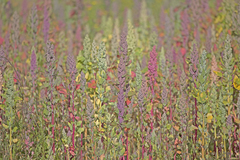 Chenopodium quinoa