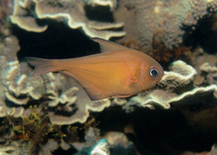 Pempheris klunzingeri