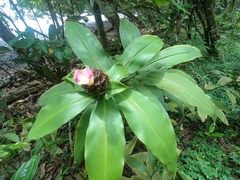 Costus afer