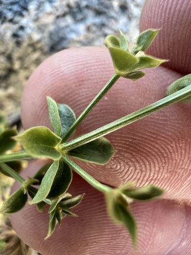 kellogg's bedstraw (Galium multiflorum)