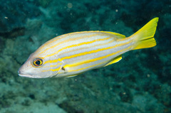Lutjanus carponotatus