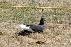 Columba livia domestica
