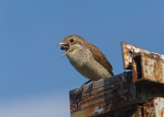 Lanius collurio