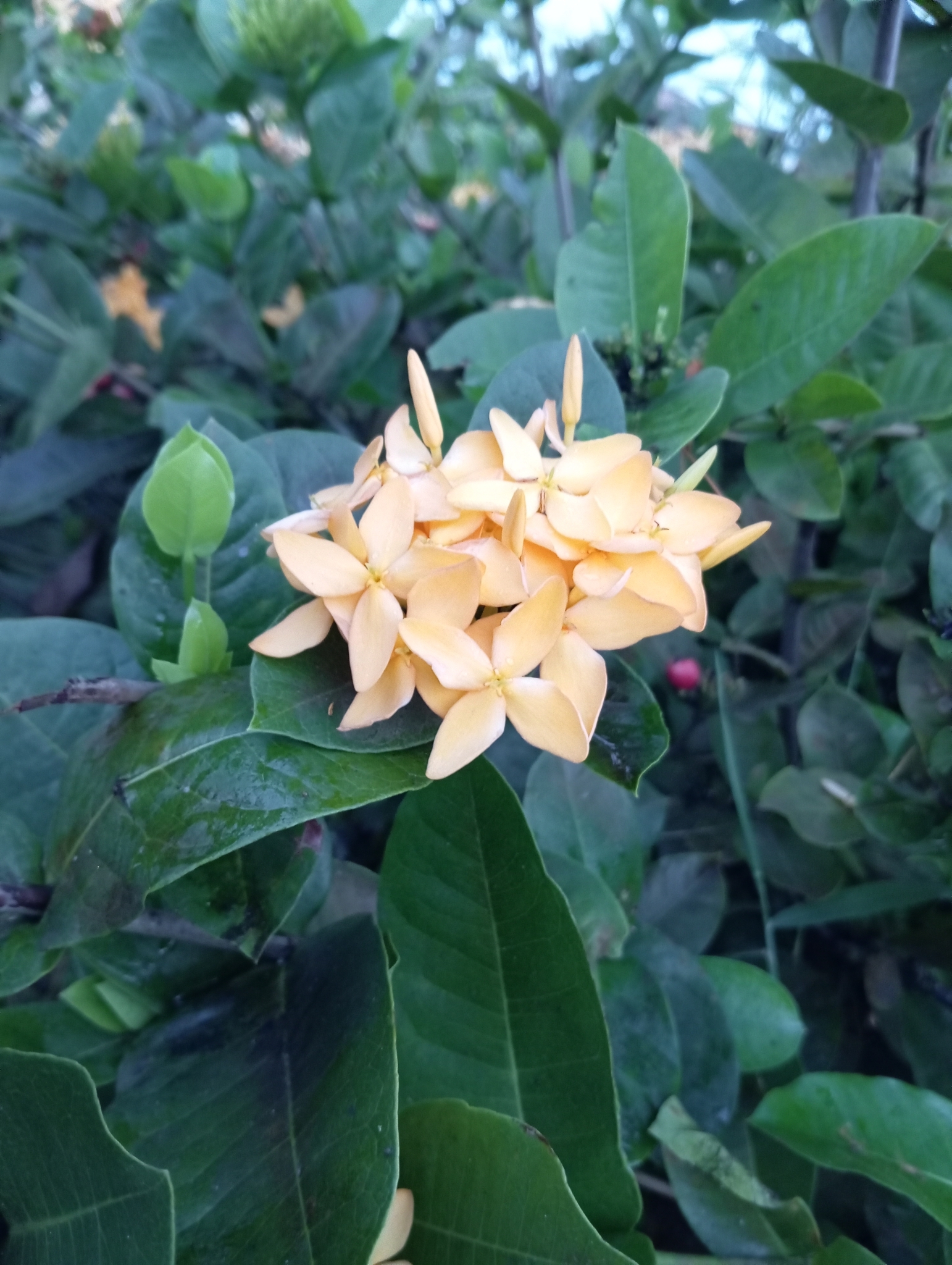Ixora coccinea