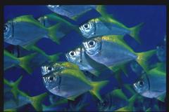 Schuettea scalaripinnis