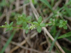 Galium propinquum